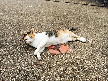 《真女神转生5》恶魔介绍：大天使米迦勒